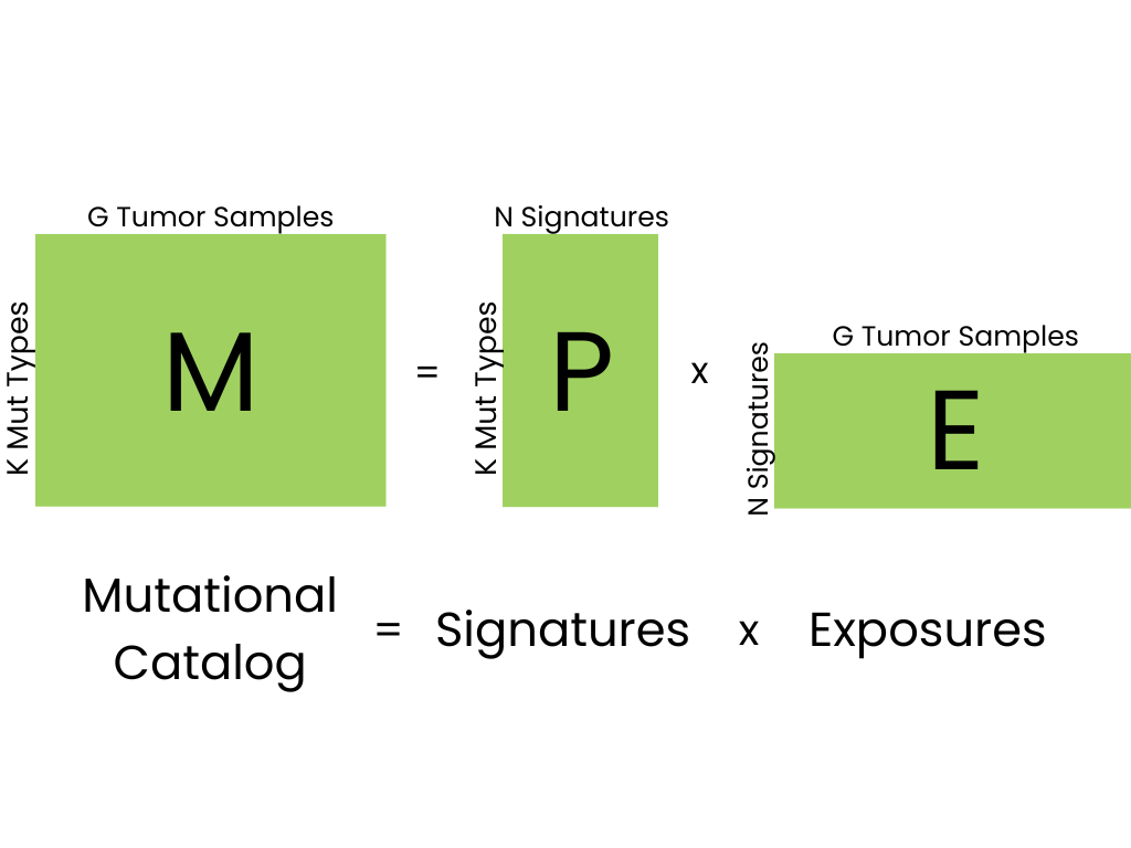 A graphic showing the matrix decomposition for M = PE, with label "mutational catalog = signatures times exposures".